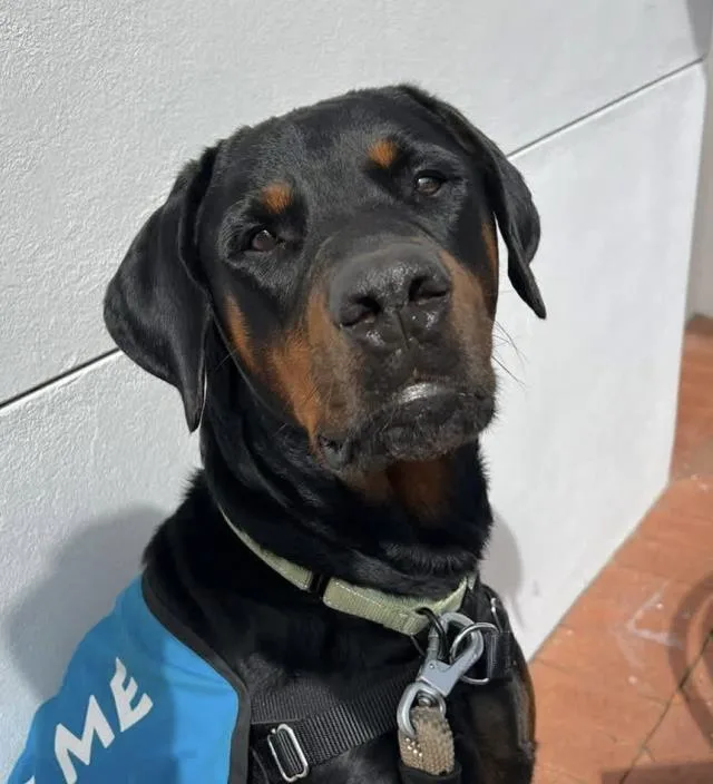 A young large-sized female Doberman Pinscher dog named Lil for adoption in Santa Barbara, CA