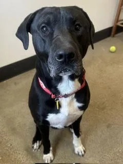 A young large-sized male Black Labrador Retriever dog named Davis for adoption in Cleveland, OH