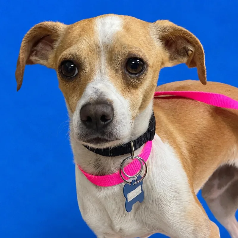 An adult small-sized male Yellow / Tan / Blond / Fawn Chihuahua dog named Venice for adoption in Riverside, CA