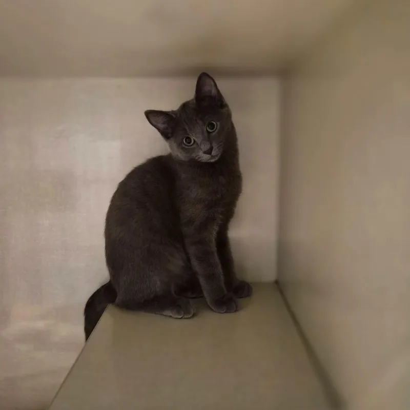 A baby medium-sized male Gray / Blue / Silver Domestic Short Hair cat named Spitfire for adoption in Cornelius, NC