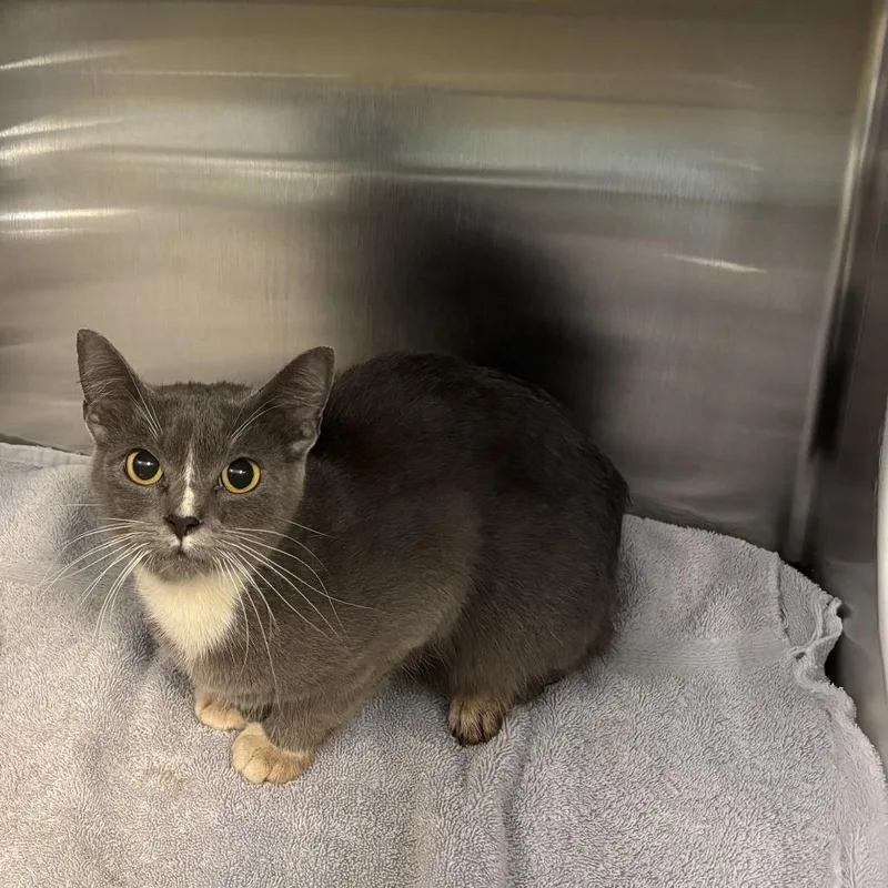 An adult medium-sized female Gray / Blue / Silver Domestic Short Hair cat named Sailor Cat Zephyr for adoption in Tacoma, WA
