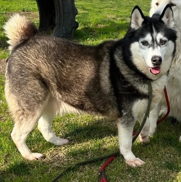 An adult large-sized female Husky dog named Luna for adoption in McFarland, CA