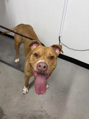 An adult large-sized male Mixed Breed dog named Doc Martin for adoption in West Chester, PA