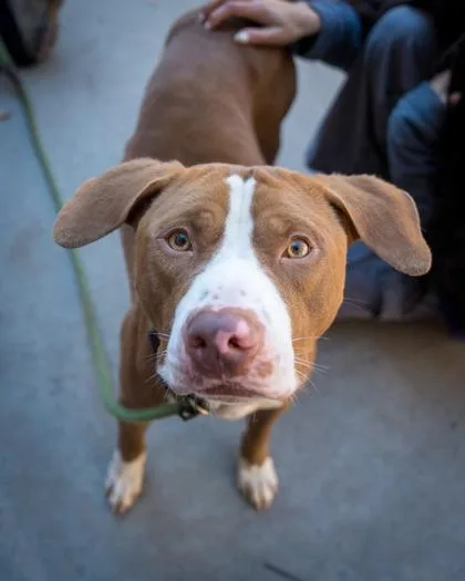 An adult large-sized male Mixed Breed dog named Keegan for adoption in Chamblee, GA
