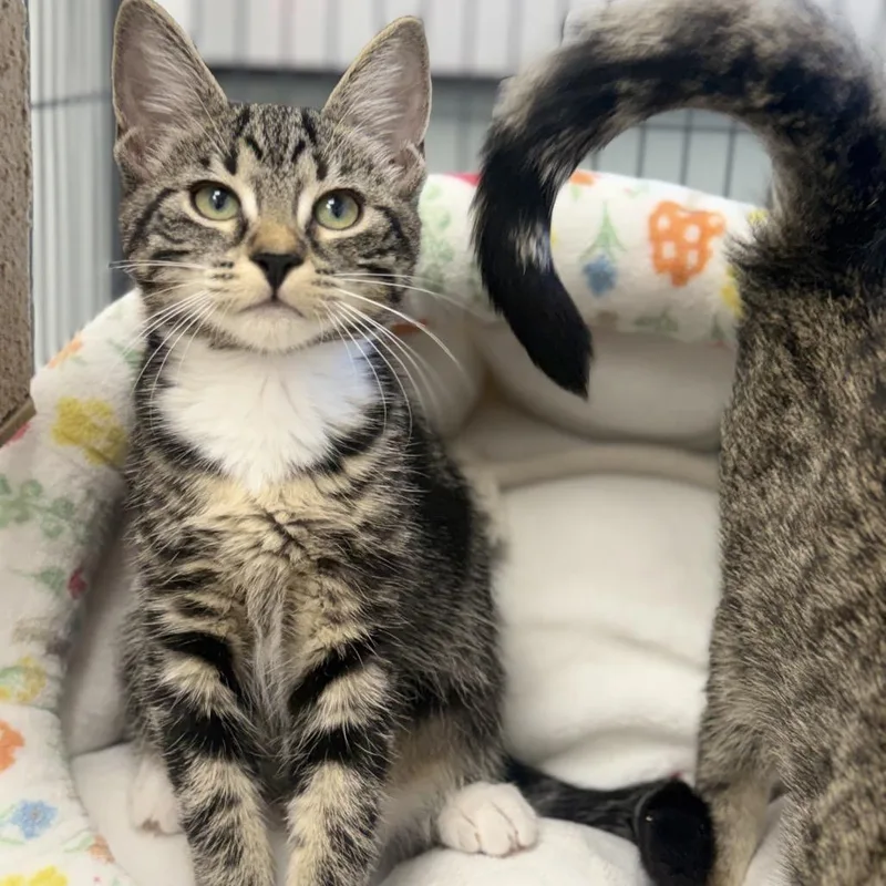 A baby small-sized female Gray / Blue / Silver Domestic Short Hair cat named Plum for adoption in Chesapeake, VA