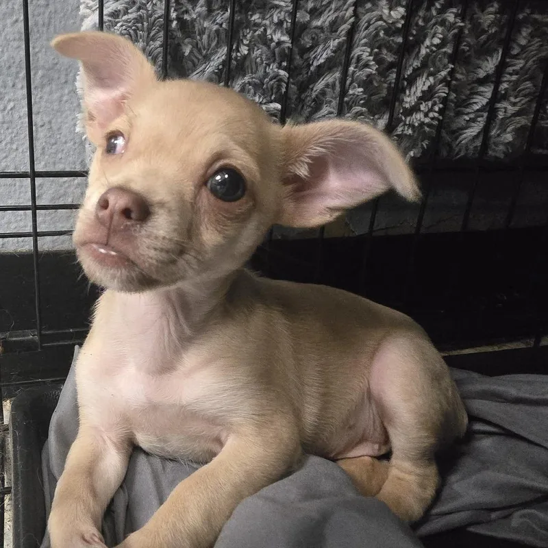 A baby small-sized female Chihuahua dog named Eva for adoption in Lake Jackson, TX