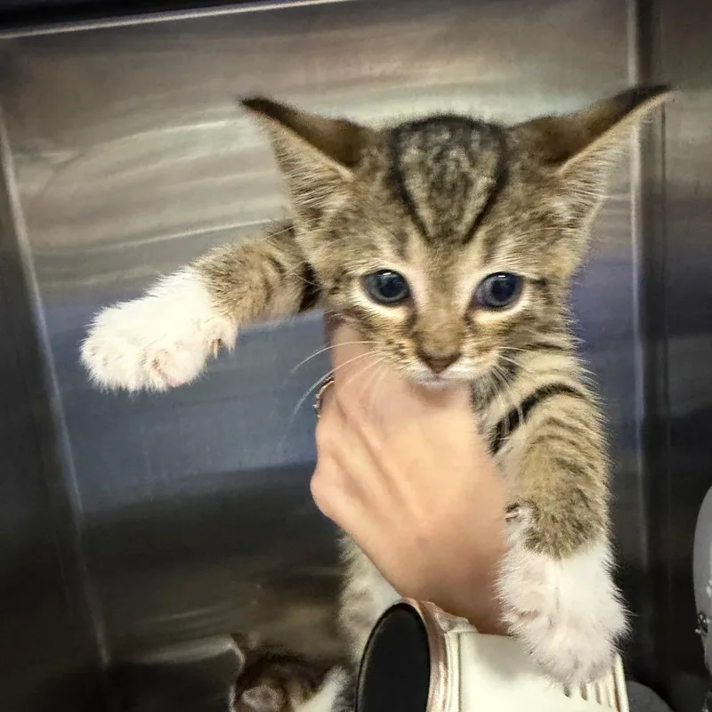 A baby small-sized male Brown / Chocolate Domestic Short Hair cat named Nacho for adoption in Greensboro, NC