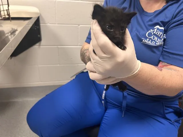 A baby small-sized male Domestic Short Hair cat named Telemchus for adoption in Ocala, FL