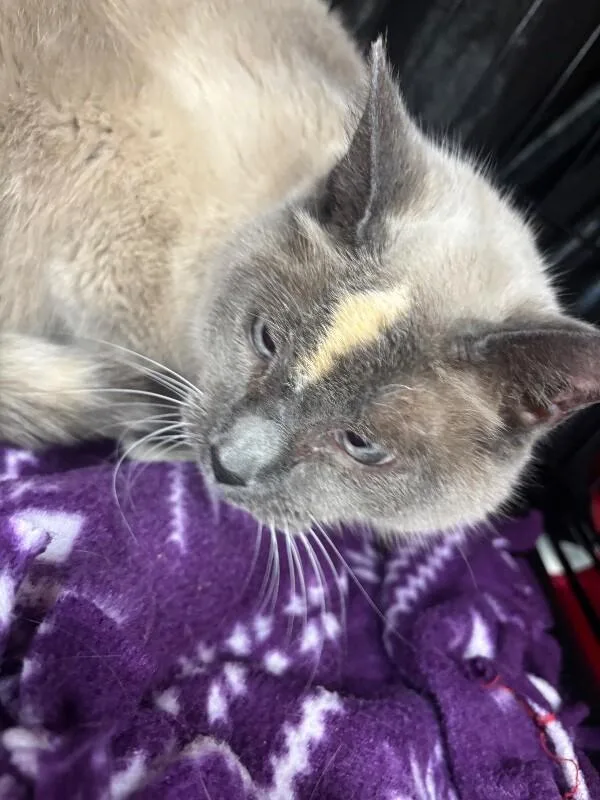 An adult medium-sized female Seal Point Siamese cat named Sabrina for adoption in Grand Rapids, MI