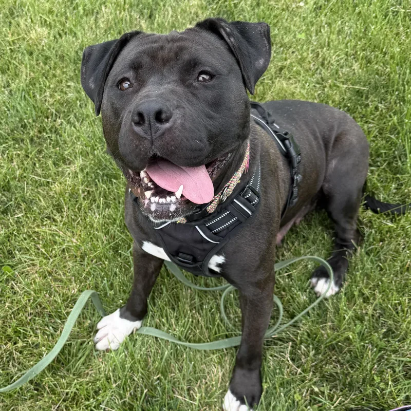 An adult large-sized female Black Pit Bull Terrier dog named Rozea for adoption in Urbana, OH