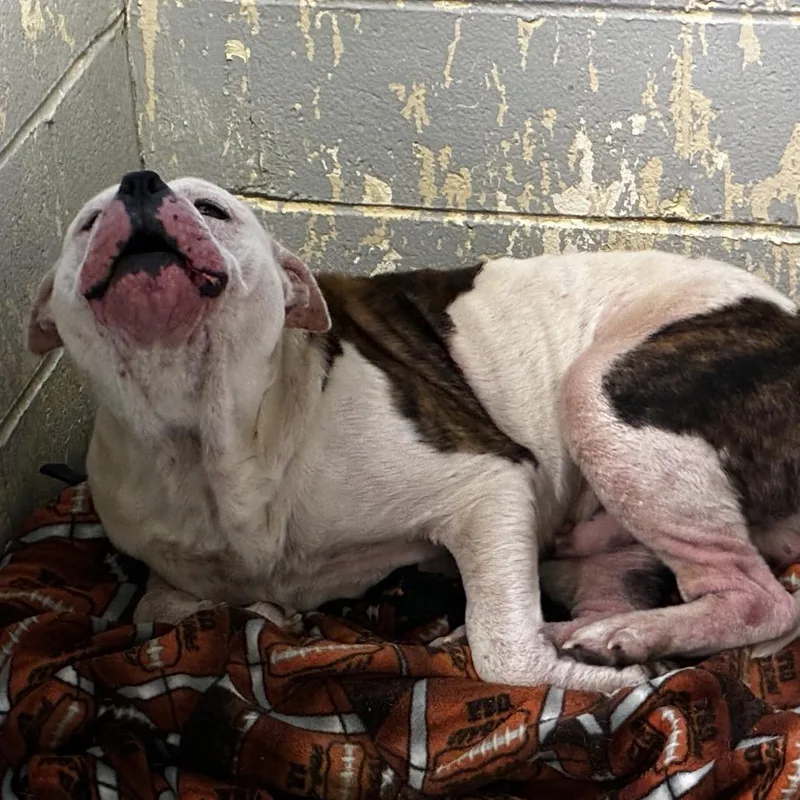 An adult medium-sized male White / Cream Mixed Breed dog named Cornelius Fudge for adoption in Charleston, WV