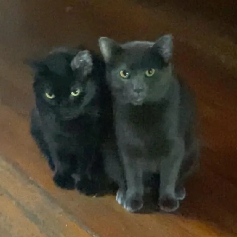 An adult small-sized female Gray / Blue / Silver Domestic Short Hair cat named Honeybee Wallace for adoption in Merrifield, VA