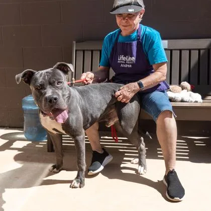 An adult large-sized male Mixed Breed dog named Jashii for adoption in Chamblee, GA