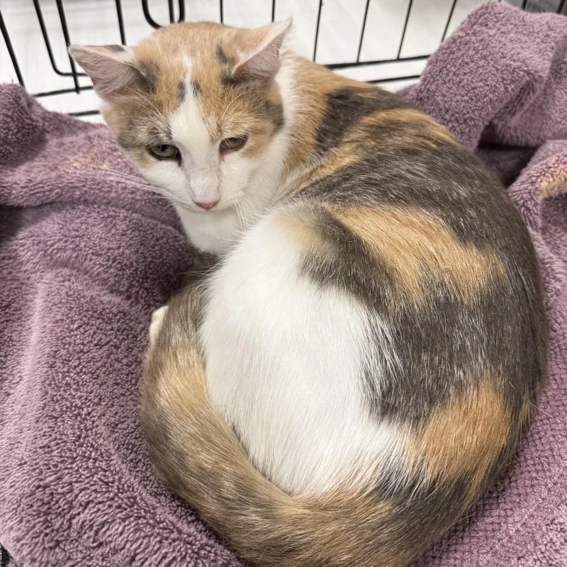 An adult small-sized female Calico Domestic Short Hair cat named Komet for adoption in Rochester, MN