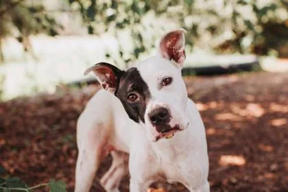 An adult large-sized female Terrier dog named B Sweet Pea for adoption in North Charleston, SC