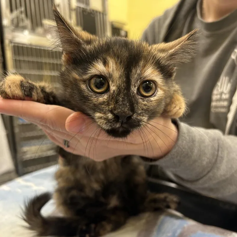 A baby small-sized female Brown / Chocolate Domestic Medium Hair cat named Tortellini for adoption in Dover, NH