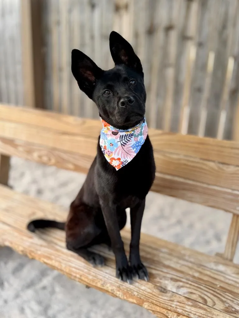 A young medium-sized female Shepherd dog named Raven for adoption in Muskegon, MI