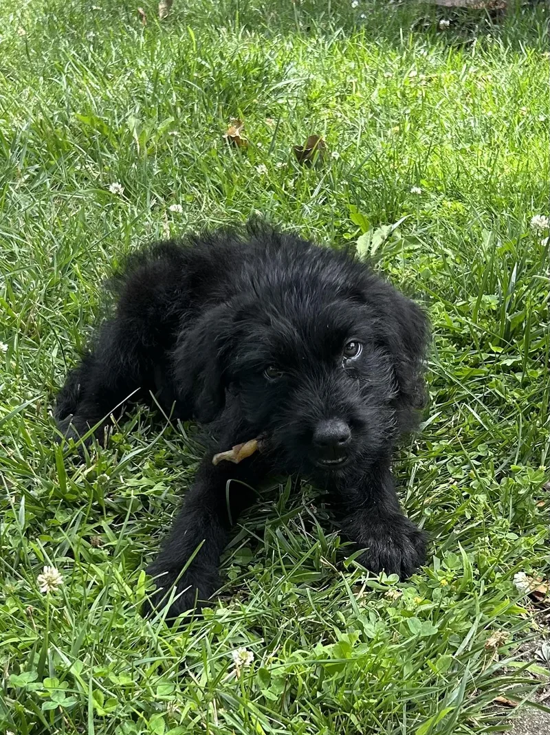 A baby medium-sized male Black Mixed Breed dog named Toto for adoption in Kenosha, WI