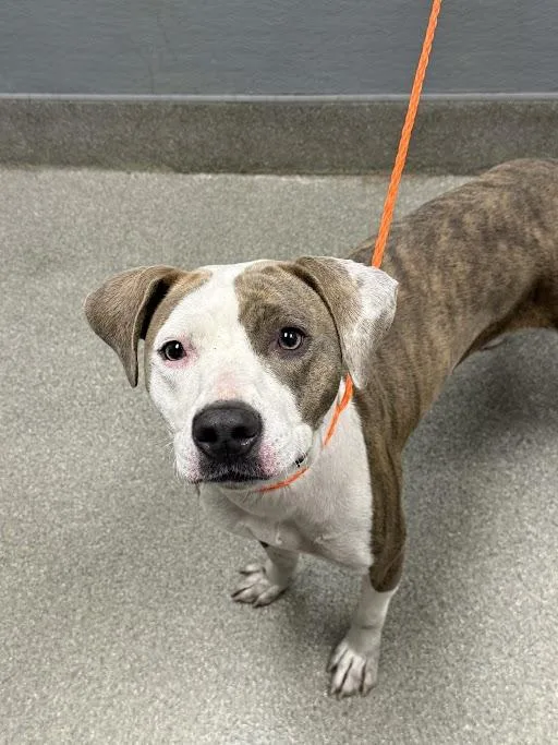 An adult medium-sized female Pit Bull Terrier dog named Cana Do for adoption in Las Vegas, NV