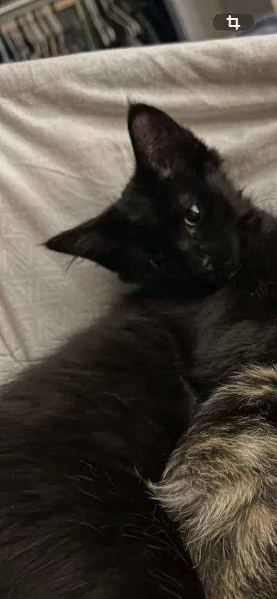 A baby medium-sized male Black Domestic Short Hair cat named Lennox for adoption in Mokena, IL