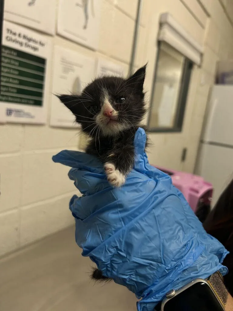 A baby medium-sized male Black Domestic Short Hair cat named Ravioli for adoption in Fruit Heights, UT