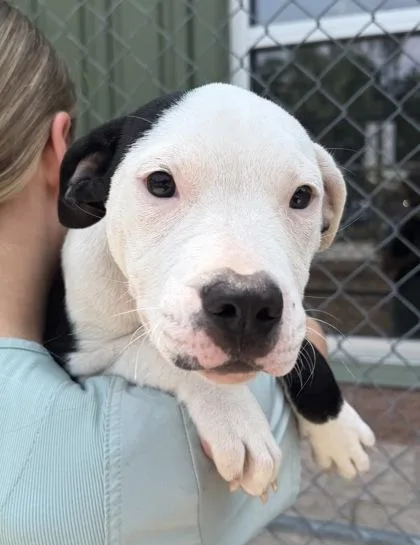 A young small-sized female American Staffordshire Terrier dog named a Lion for adoption in North Charleston, SC