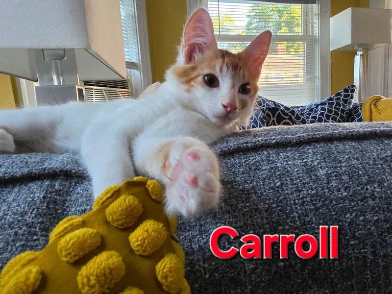Carroll