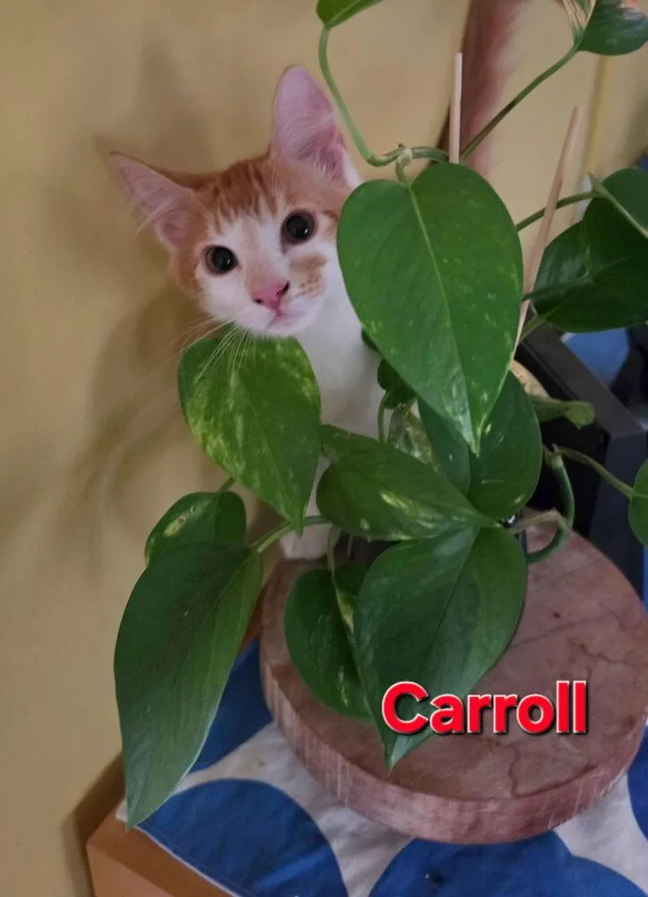 Carroll thumbnail 3