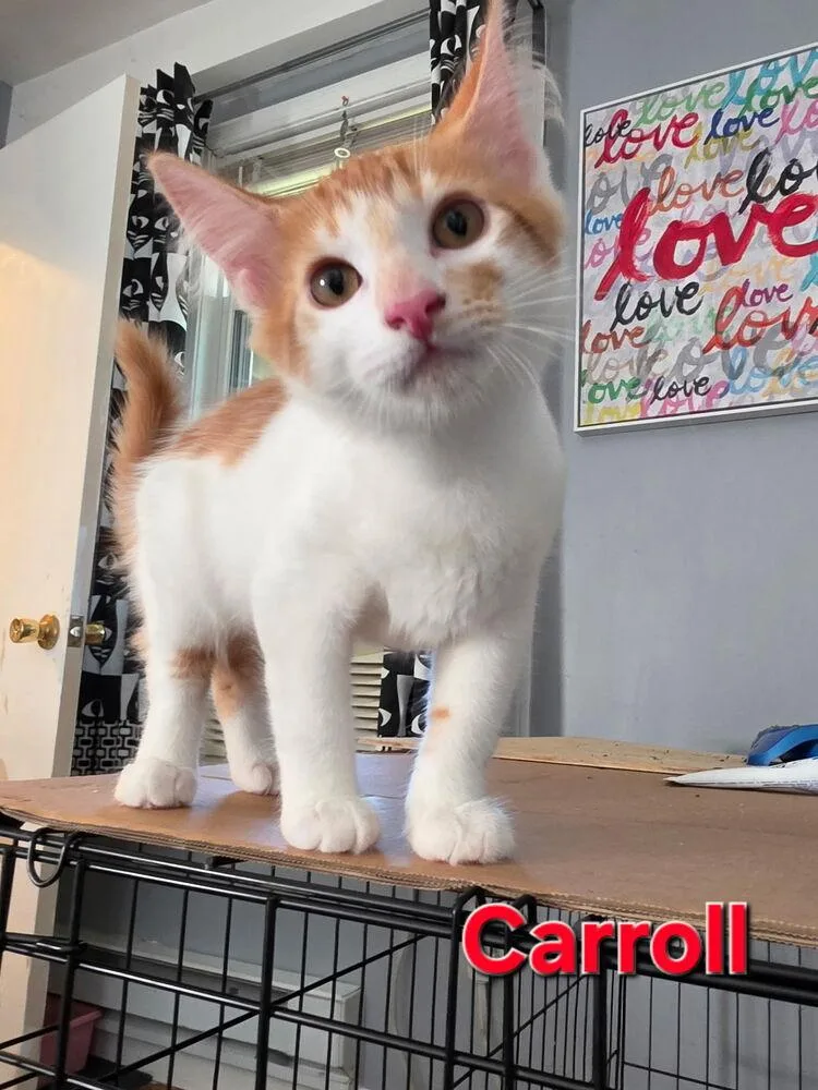 Carroll thumbnail 4