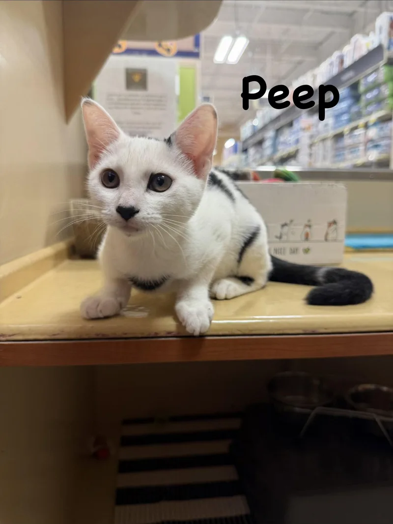 A young medium-sized male Domestic Short Hair cat named Peep for adoption in Spring Lake, NJ