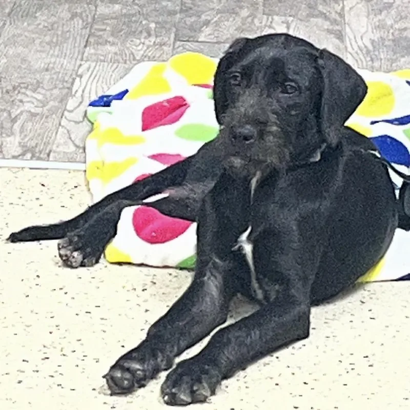 A young large-sized male Black German Wirehaired Pointer dog named River for adoption in Monroe, MI