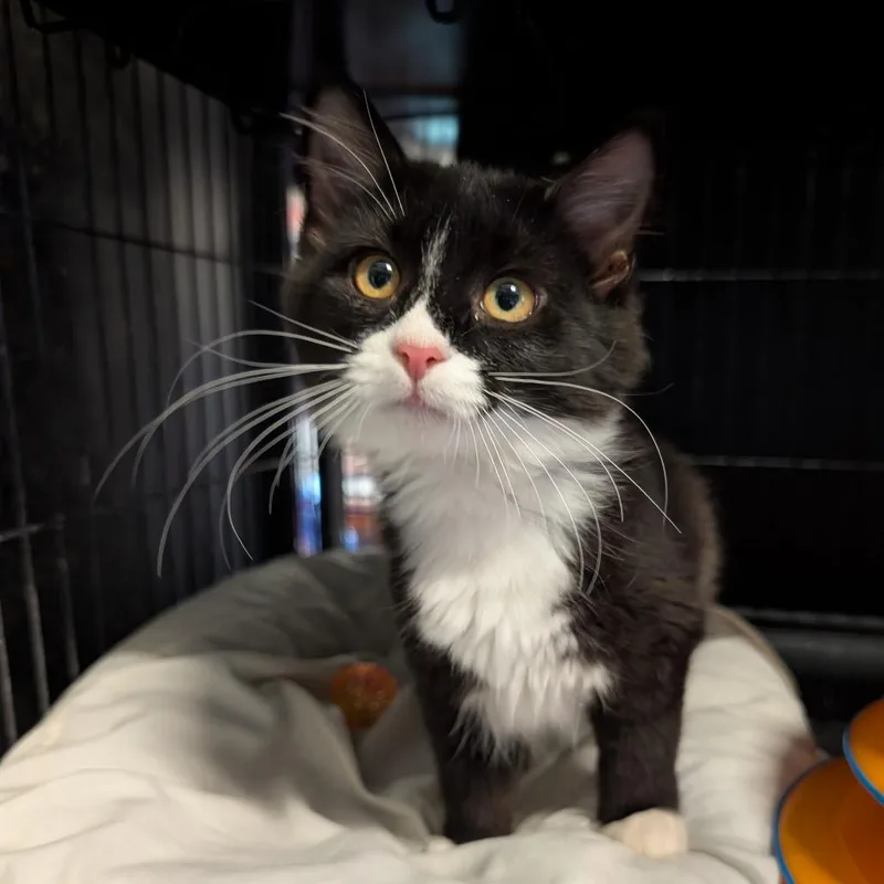 A baby small-sized female Black Domestic Long Hair cat named Zena for adoption in Saugerties, NY