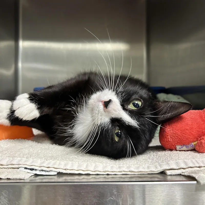An adult medium-sized female Black & White / Tuxedo Tuxedo cat named Tiana for adoption in La Grange Park, IL