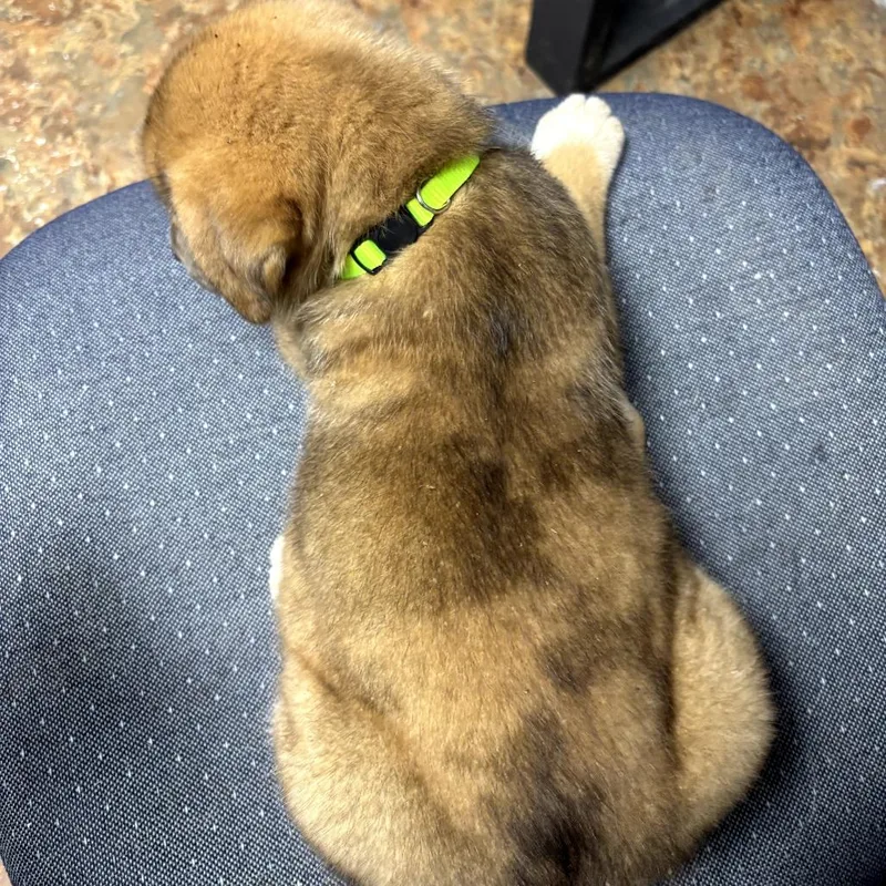 A baby medium-sized female Yellow / Tan / Blond / Fawn Labrador Retriever dog named Star for adoption in Mount Pleasant, TX