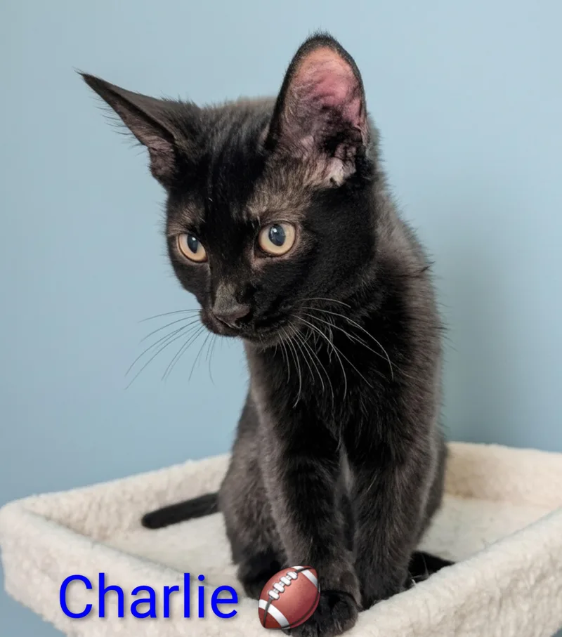 Charlie