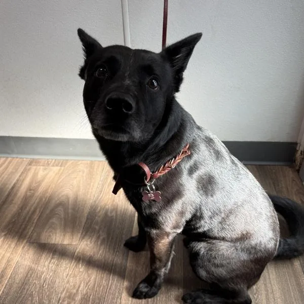 An adult medium-sized male Shepherd dog named Geronimo for adoption in San Diego, CA