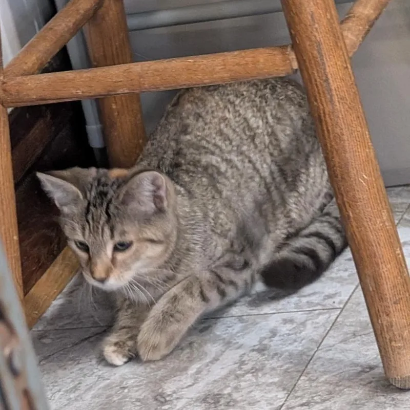 A baby small-sized female Dilute Tortoiseshell Domestic Short Hair cat named Stratus for adoption in Reisterstown, MD
