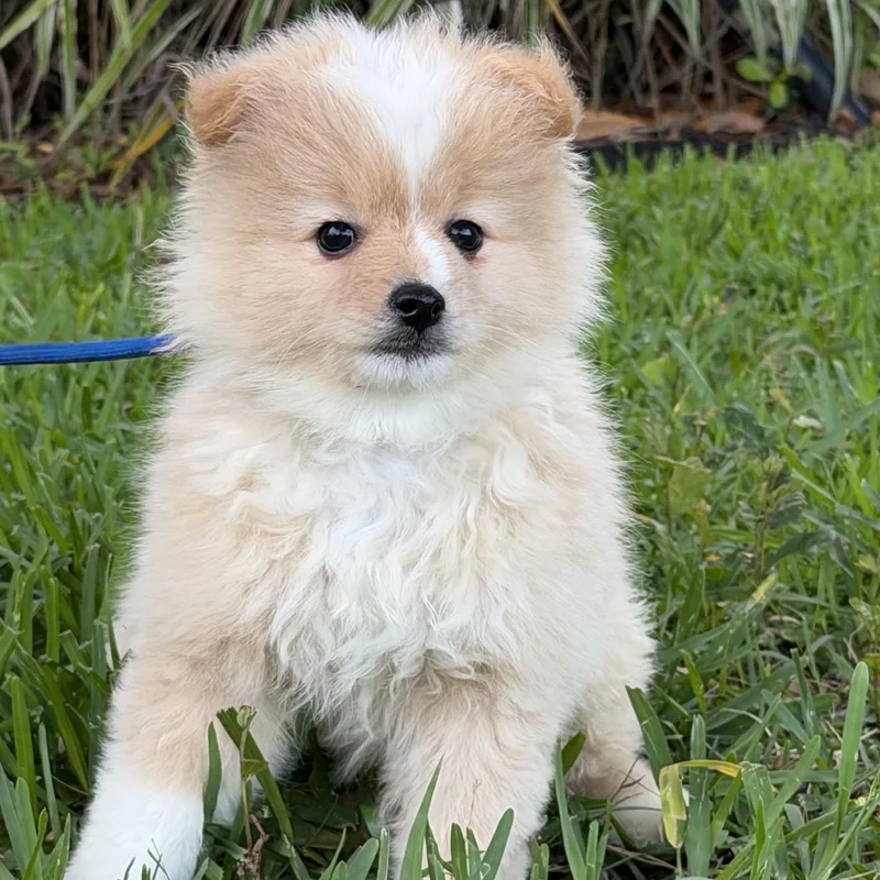 A young small-sized male Pomeranian dog named Quinn for adoption in Orlando, FL