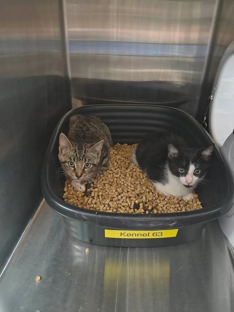 A baby medium-sized male Domestic Short Hair cat named Peele for adoption in Maryville, TN