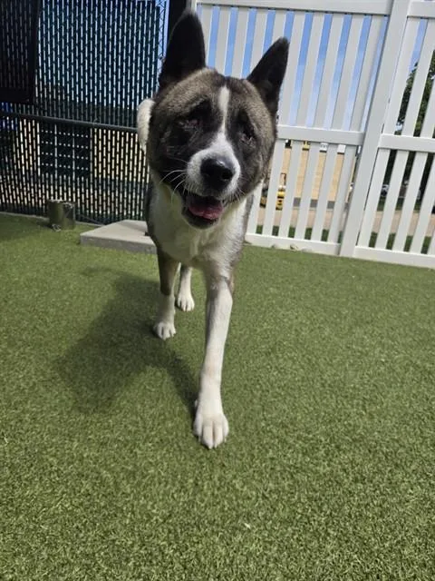 An adult large-sized female Akita dog named Kiko for adoption in Olivette, MO