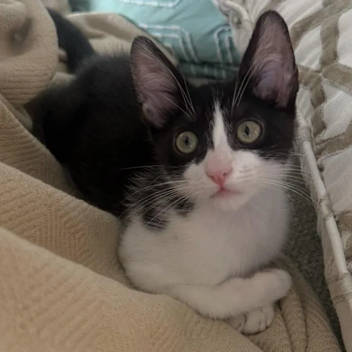 A baby small-sized male Black Domestic Short Hair cat named Lake for adoption in Los Angeles, CA