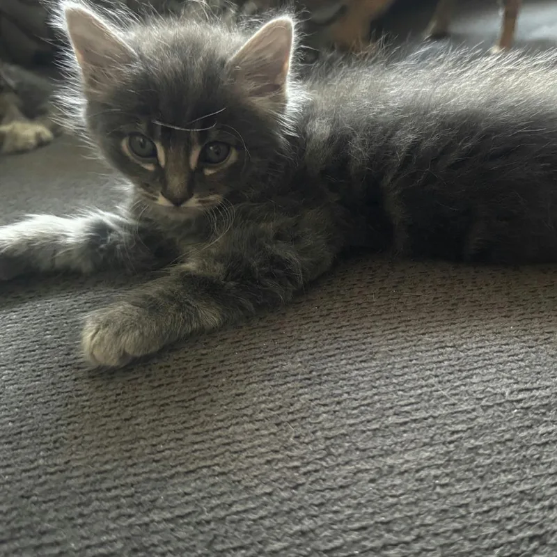 A baby small-sized male Domestic Medium Hair cat named Marlin for adoption in Sunnyvale, CA