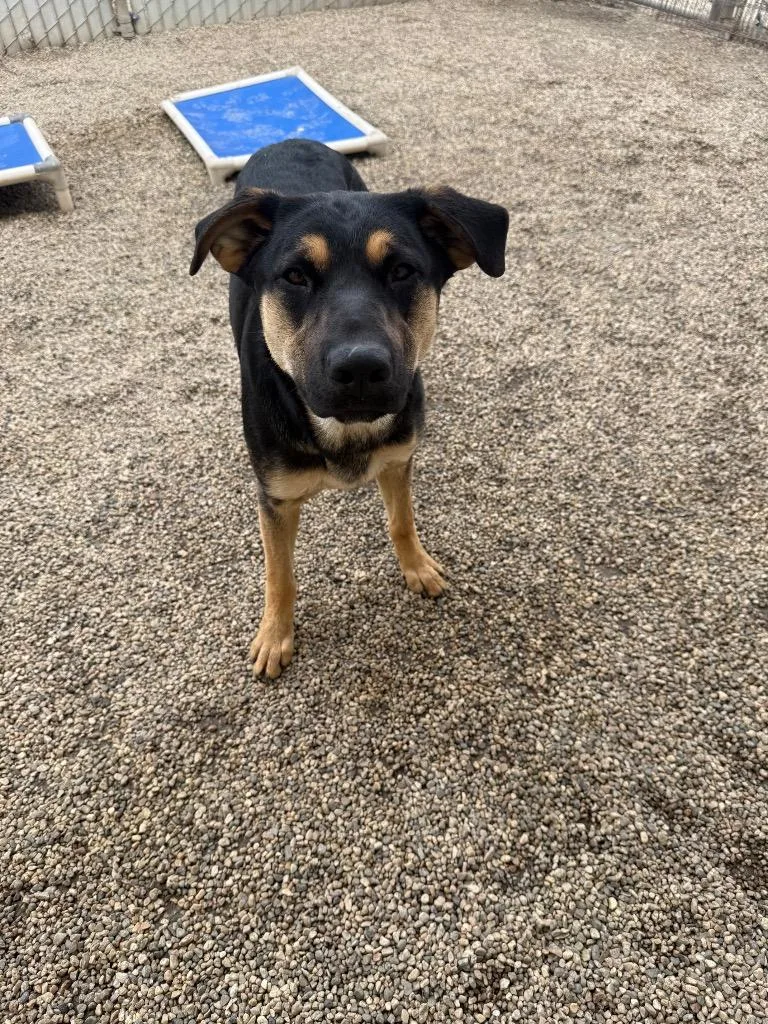 Stinkbug thumbnail 2