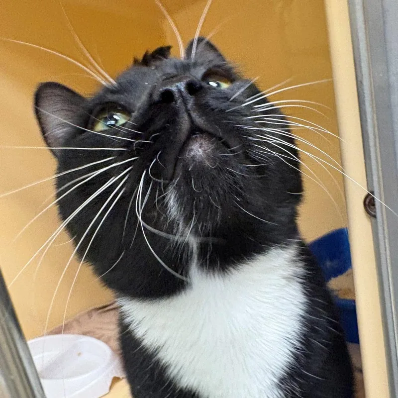 An adult large-sized male Black Domestic Short Hair cat named Phoenix for adoption in East Hanover, NJ