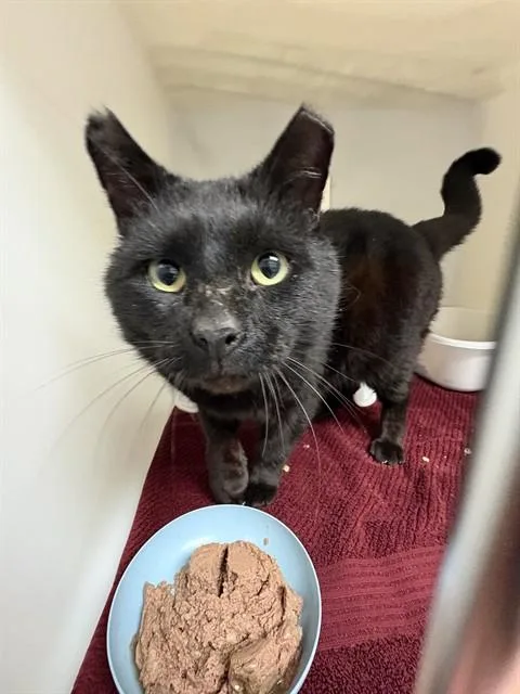 An adult medium-sized male Domestic Short Hair cat named Marvin for adoption in Statesville, NC