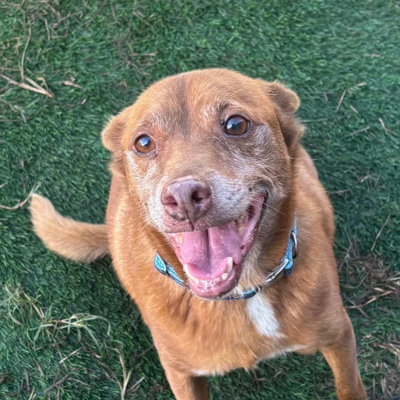 An adult medium-sized male Chihuahua dog named McCormick for adoption in Hinesville, GA