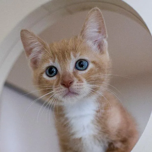 A baby small-sized male Orange / Red Domestic Short Hair cat named Coral for adoption in Bradenton, FL