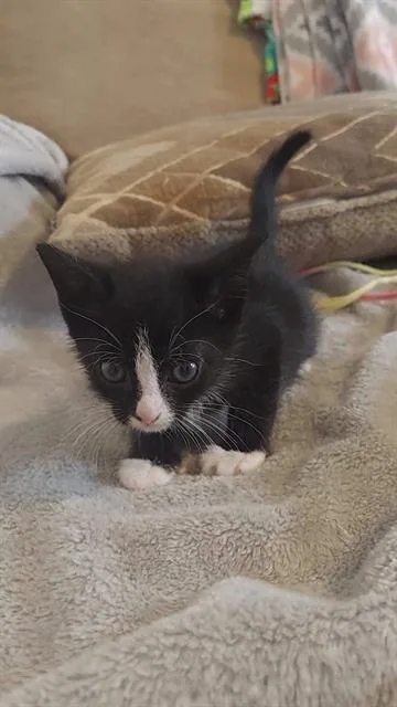 A baby small-sized male Domestic Short Hair cat named Loki for adoption in Charlotte, NC