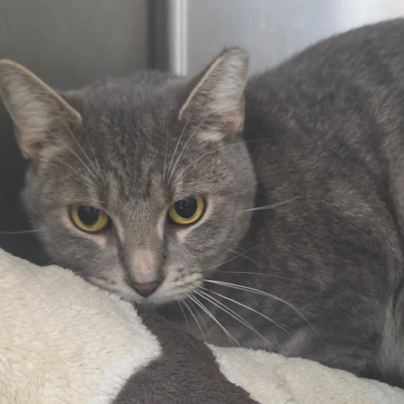 A young medium-sized female Gray / Blue / Silver Domestic Short Hair cat named Olive for adoption in Lakeland, FL
