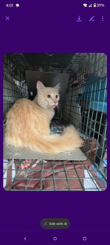 An adult medium-sized male Domestic Medium Hair cat named Gobstopper for adoption in Cromwell, KY